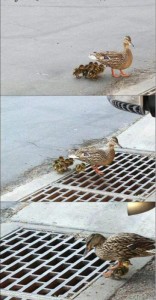 Создать мем: утята, утки, duck