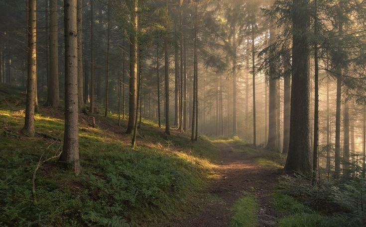 Create meme: landscapes forest, morning in the forest, forest forest