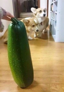 Create meme: dog afraid of zucchini, dog tavern, zucchini funny pictures