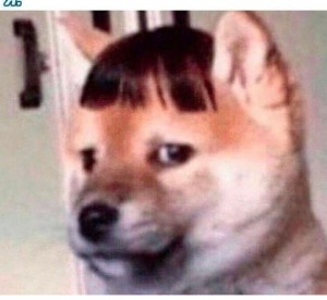 Create meme: dog rose meme, dog, dog with bangs meme