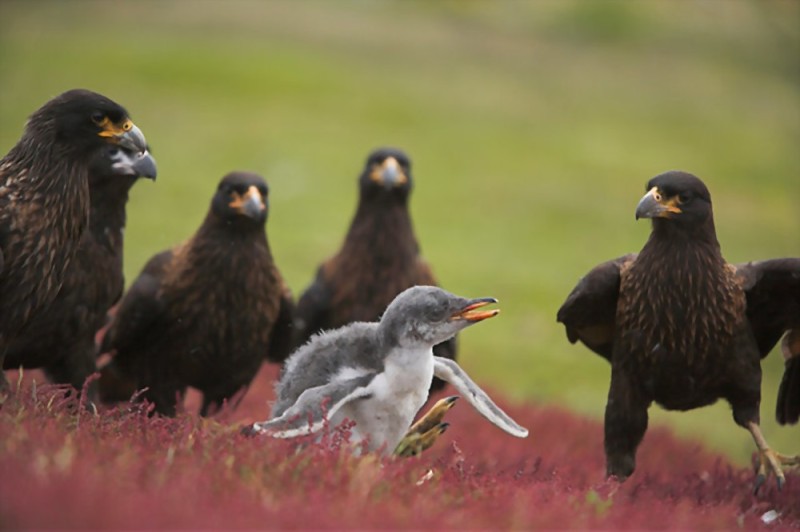 Create meme: southern mountain karakara, a bird of prey, mountain karakara