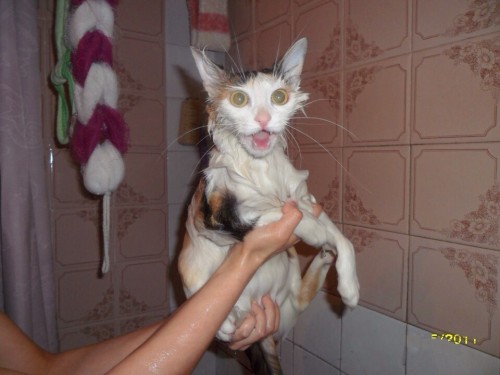 cat wash