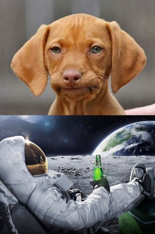 Создать мем: в космос, собака смешная, космонавт с пивом