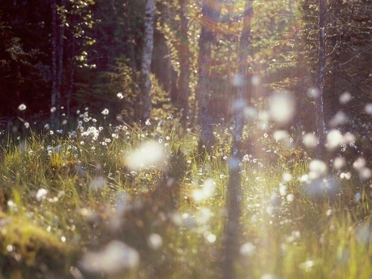 Create meme: nature grass, nature after the rain, a blooming apple tree in the rays of the sun