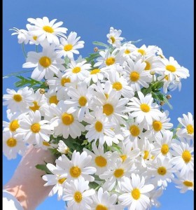 Create meme: Daisy, chamomile flowers