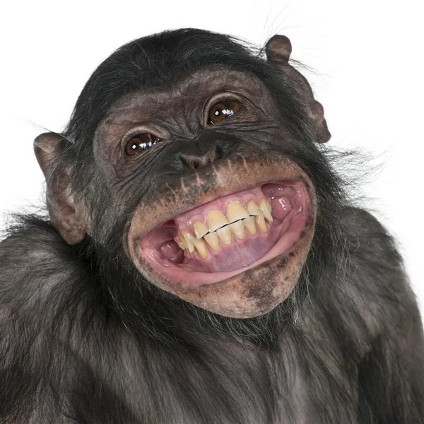 Create meme: laughing animals, smile monkey, the monkey is smiling