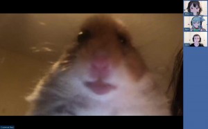 Create meme: selfie hamster meme, meme hamster looking at the camera, hamster