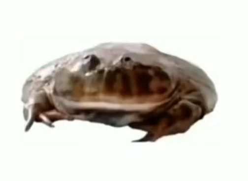 Create meme: toad mitosinka, the frog of bajita, king Arthur 