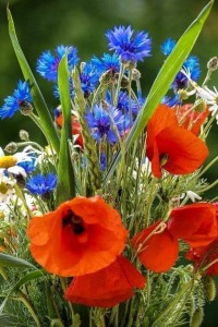 Create meme: a bouquet of wild flowers, wild flowers