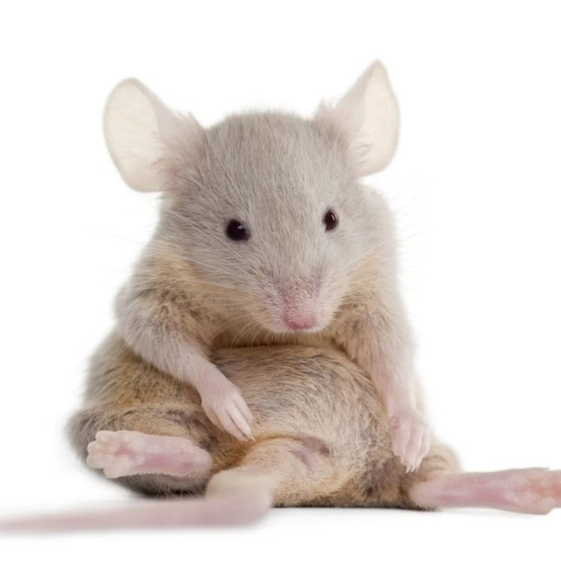 Create meme: a sedentary mouse, baby mouse, mouse 