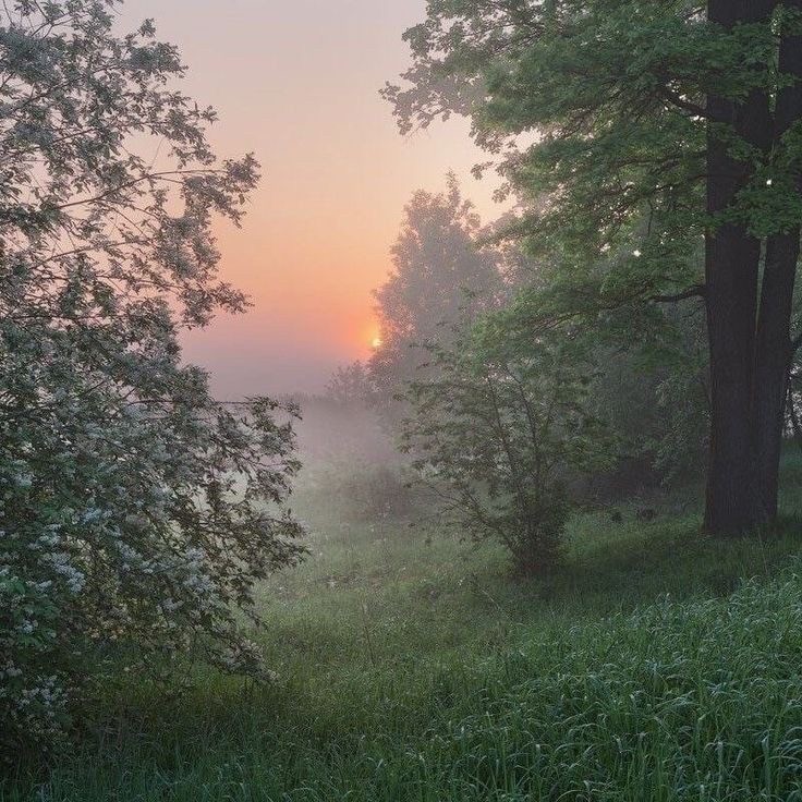 Create meme: foggy morning, foggy morning in the forest, Summer morning fog