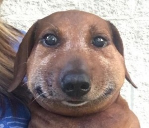 Create meme: dog, Dachshund meme