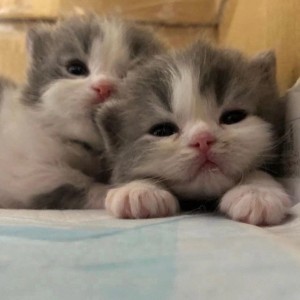 Create meme: cute kittens, adorable kittens, cute cats
