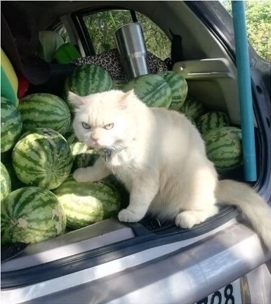 Создать мем: кот, кот с арбузами в машине, кот съел арбуз