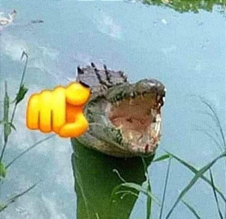 Create meme: crocodile alligator, crocodile , alligator crocodile caiman