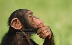 Создать мем: приматы, бонобо, животное думает