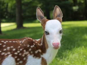 Создать мем: piebald deer, олененок альбинос, олененок