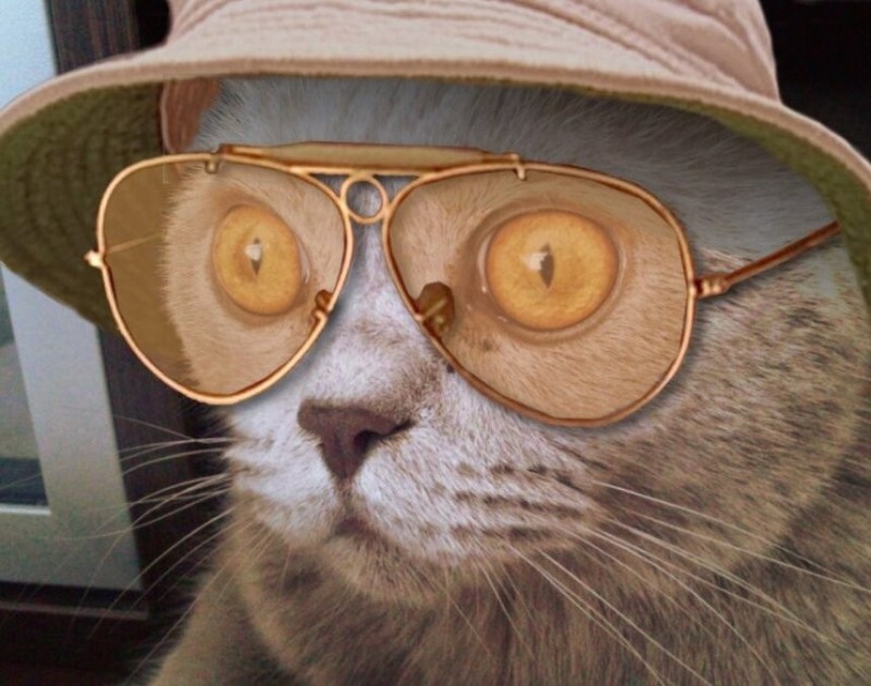 Create meme: cats with glasses, The cat with glasses is smart, cat in round glasses