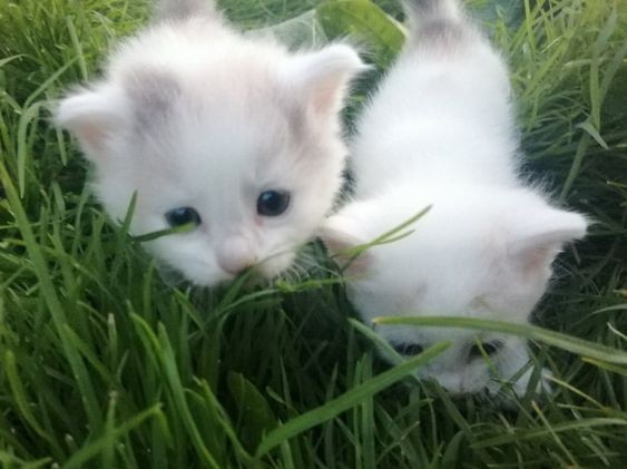 Create meme: white cat , The white kitten is cute, cute white kittens