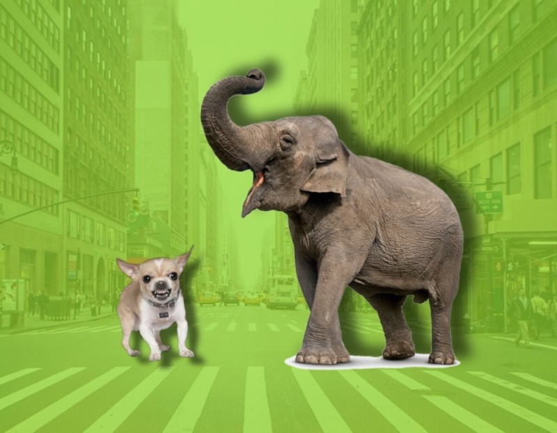 Create meme: elephant green, elephant on a green background, elephant 