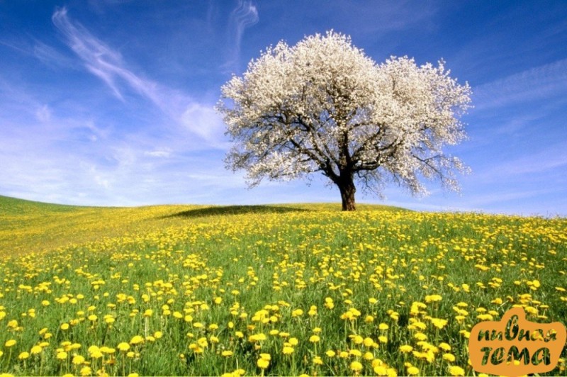 Create meme: a flowering tree in a field, spring tree, field nature