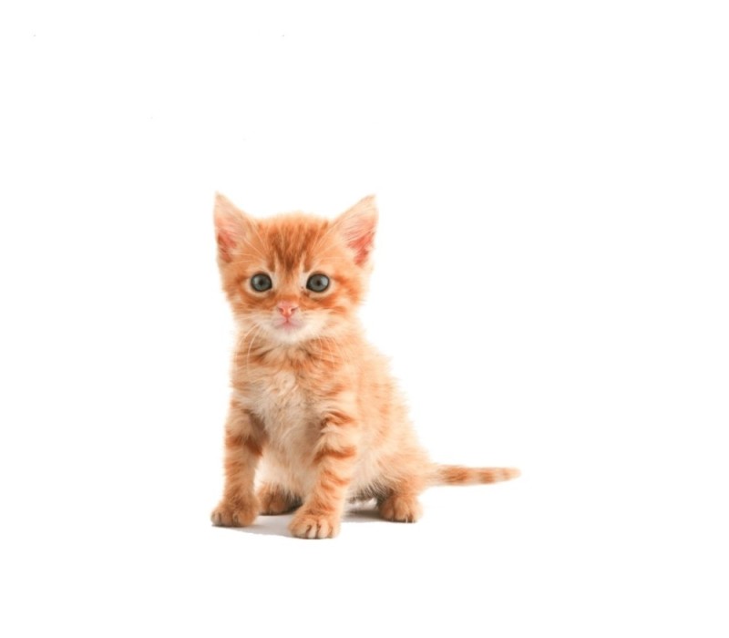 Create meme: red cat on a white background, kitten on a white background, a red-haired kitten on a white background