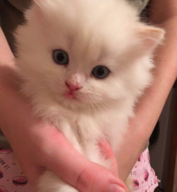 Create meme: white fluffy kitten, kitty white, fluffy kitten