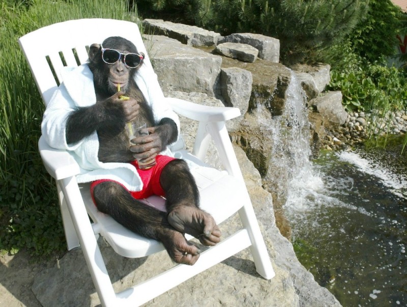 Create meme: monkey on vacation, chimpanzees are funny, chimpanzee