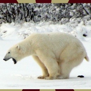 Create meme: polar bear, polar bear