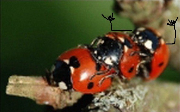 Create meme: ladybug , insects ladybug, black ladybug