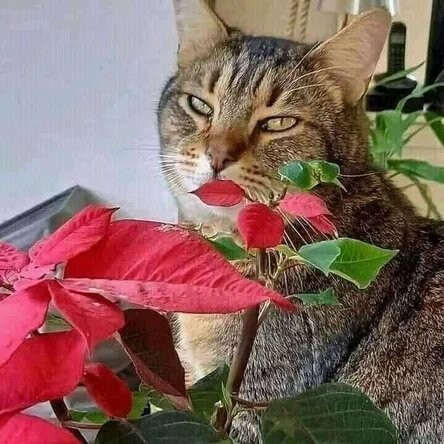 Create meme: The cat sniffs the flowers, cat , the cat sniffs the flowers