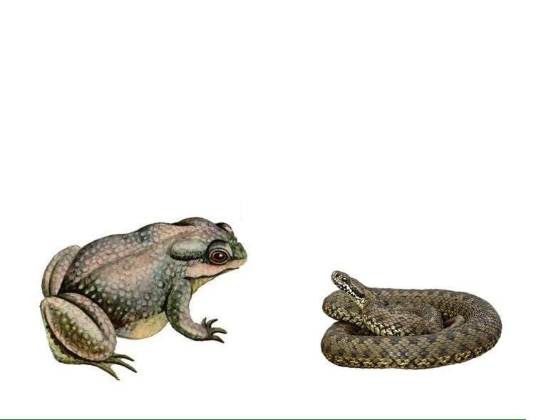 Create meme: The viper toad, toad, toads and frogs 