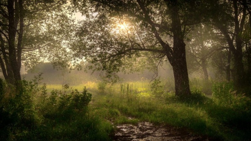 Create meme: morning in the forest, foggy morning in the forest, rain in the forest