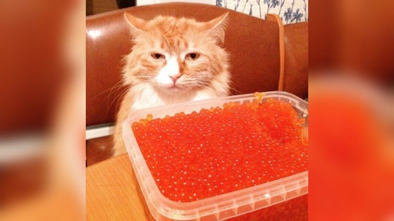 Создать мем: кот, кот ест красную икру, кот и красная икра