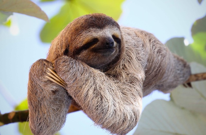 Create meme: dwarf three-toed sloth, The sloth of South America, sloth 