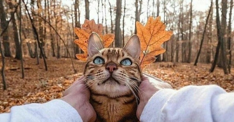 Создать мем: кот осень, весело осень коты, смешной кот осенью
