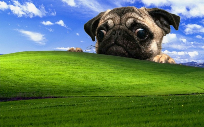 Create meme: pug , funny background, The desktop background is cool