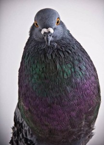 Create meme: thick pigeon, dove, dove common