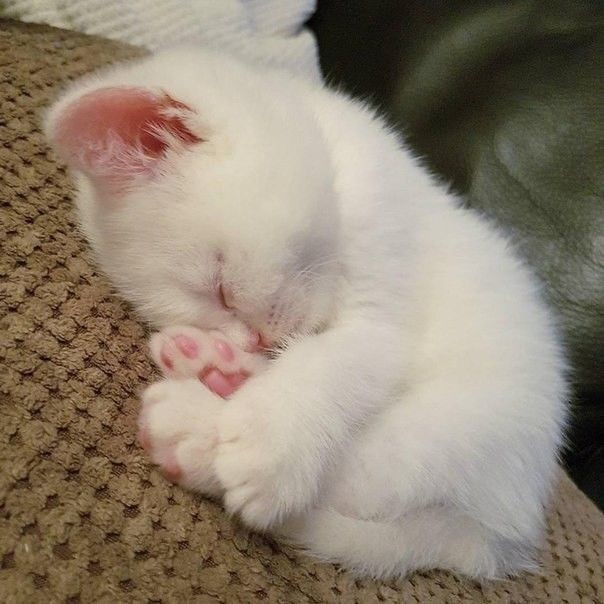 Create meme: little cat, cute kittens, sleeping kitten