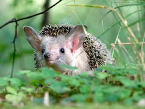 Create meme: long-eared hedgehog, the long-eared hedgehog