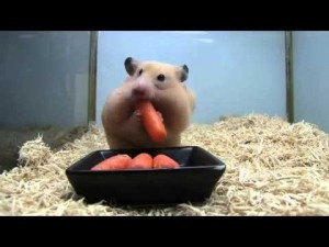 Создать мем: кролик и морковка, хомяк впихнуть невпихуемое, hamster