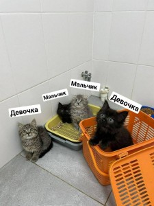 Создать мем: кошечка, котенок мальчик, кот