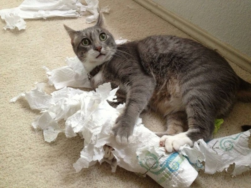 Create meme: cats and toilet paper, cat , unruly cat 