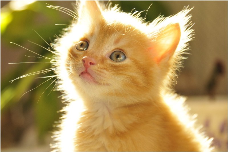 Create meme: The red-haired kitten, A kitten in the sun, cat red 