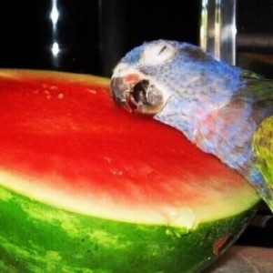 Create meme: parrot large, peekaboo, parrot watermelon meme