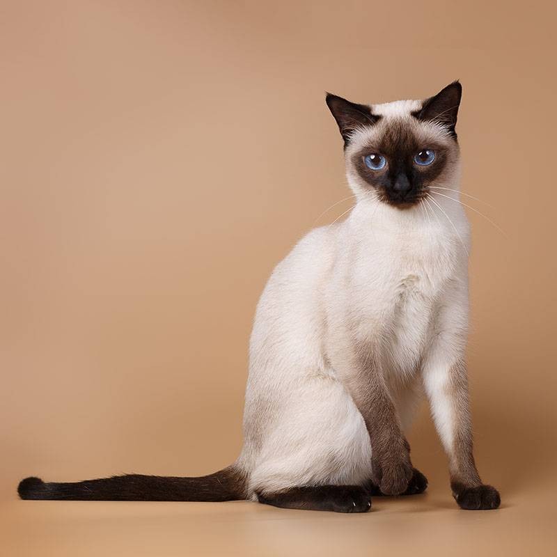 Create meme: the breed of cats is Siamese, Siamese cat , the Thai cat 