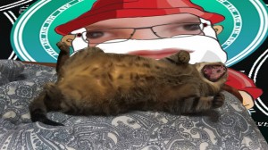 Create meme: fat cat, Pets, seals