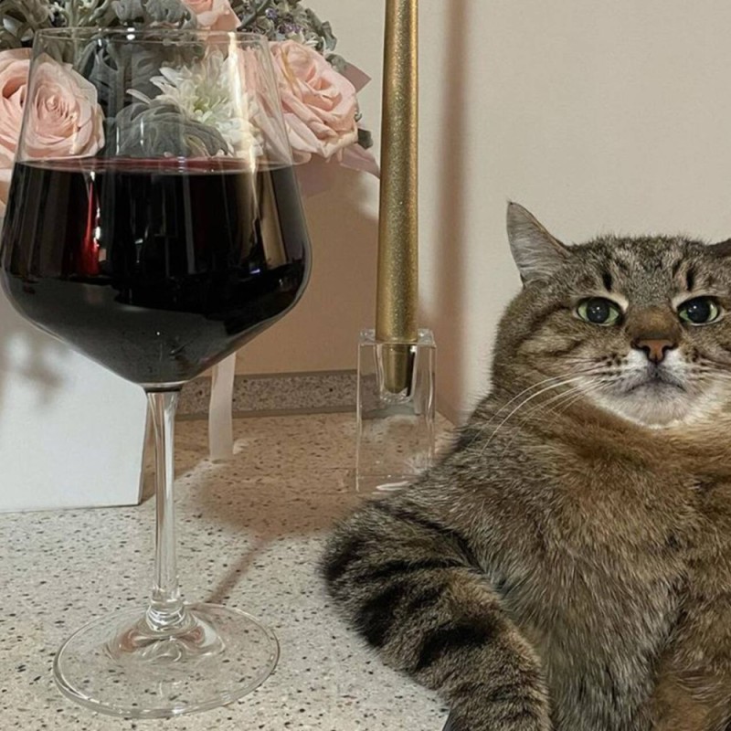 Create meme: cat with wine, cat , with a glass of wine