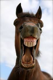 Create meme: laughing horse, horse smile, neighing horse
