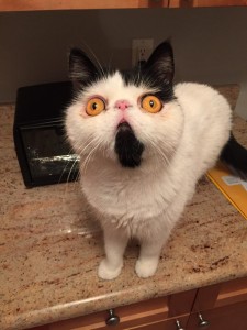 Create meme: funny cats, meme cat, the surprised cat